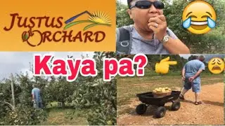 #BuhayAmerica: Apple Picking at Justus Orchard North Carolina