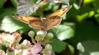 Meadow Brown butterfly, Rushbeds meadow, Buckinghamshire July 28th 2012