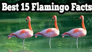 Best 15 Flamingo Facts | Different Types Of Flamingos | Glitter Animals
