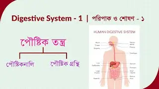 Biology 2nd Paper 3rd Chapter | পরিপাক ও শোষণ ১ | Digestive System 1 | HSC | _A. Alim