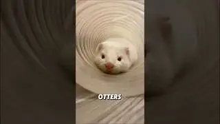 &ldquo;A super soft ferret.&rdquo;#shorts #animals #cute