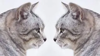 How to Flip, Mirror and Rotate Photos in PaintShop Pro