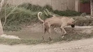 Unbelievable goat and dog mating 😱🙀 you won't believe!