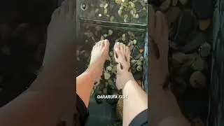 Garra Rufa Fish Spa: Natural Pedicure 🐟 #facts #shortsvideo #wildlife