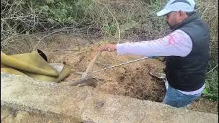 Moniter lizard catch him #viralvideo #viralreels #kingcobra #cobra #kingsnake #lizard #snake