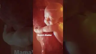 😍BABY IN WOMB - Did You See the Frustration?🤣 #pregnancyhumor