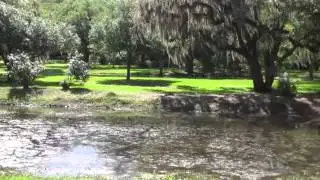 Jungle Gardens, Avery Island, Louisiana