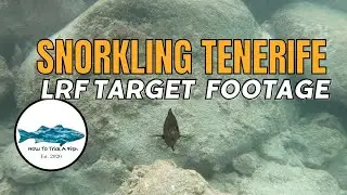 Tenerife Snorkling with LRF Target Species and Sharks