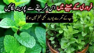 Podhina Lagany Ka Asan Tarika/How To Grow Mint In February/grow plants by cutting