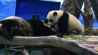 圓媽抵擋不了圓寶寶凌厲的撒嬌攻勢投降了最閃的總是在下班時刻20210219