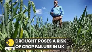The UK declares drought in parts of England; Drought poses a risk of crop failure in the UK