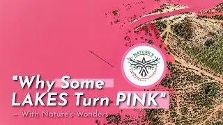 🩷🌊 Why Lakes Turn Pink | The Science Behind Nature&rsquo;s Rosy Waters