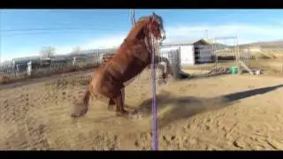 Helmet Cam film's Clifta's Rearing Horse while Lunging- Fit Cowgirl, Frisky Horse Play
