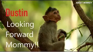 Orphan Baby Dustin Looking Forward Mommy , Baby Monkey Dustin No milk So Hungry, He Scream So Loud