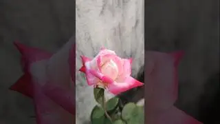 First Rose of this season #garden #urbangardening #rose #balconygarden #flowers #bloom #pinkrose