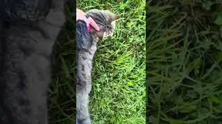 Morning Walk in Beautiful Bavaria 😍🐾 With Cat Sabine & Our Dog | Camper Life