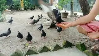 Man has intimate bond with beautiful pigeons.Like share subscribe.