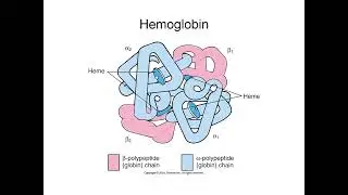 Hematologic System Explained: Blood Components, Hematopoiesis, and Hemostasis