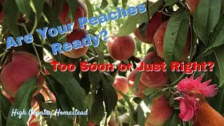 When to Pick Peaches: Easy Tips for Perfect Fruit 🍑