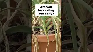 Harvest Garlic Too Early? Don&rsquo;t Make This Costly Mistake! 🧄