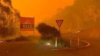 Survival of zoo animals through 'apocalyptic' bushfires is 'a positive story in a bleak situation'