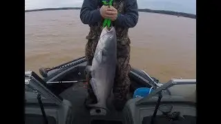 36lb Blue Catfish, Yadkiin Mastercatters tournament