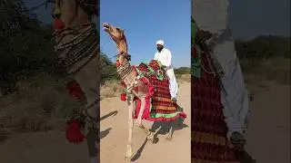 أداء الإنسان والجمل في صحراء ثر.  #TharDesert #CamelPerformance #HumanAndCamel #DesertLife