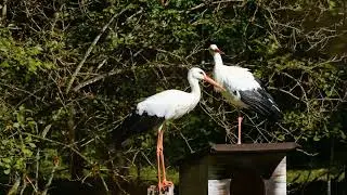 Nature Bird's beauty(like ND subscribe my YouTube channel