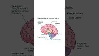 Parts of the Brain, #medicalstudent #aiims #nursingexam #nursingstudent