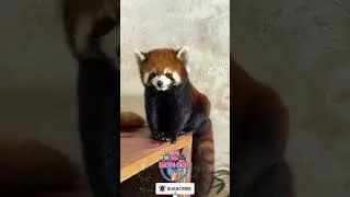 panda merah lucu#panda #pandalucu #pandamerah