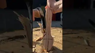 From Tree to Table 🥄