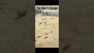 The Deer&rsquo;s Escape #deer #escape #animals #