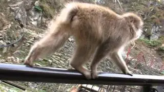 Wild Snow monkey in Jigokudani Yaen Koen, November 2011, Nagano