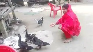 চীন হাস 