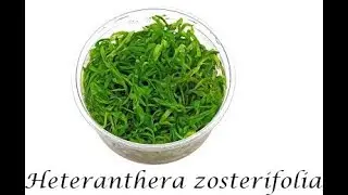 Heteranthera zosterifolia English subtitles
