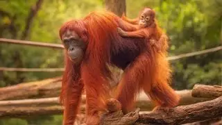 Animal planet  The Leopards documentaries wildlife documentary Discovery channel animals