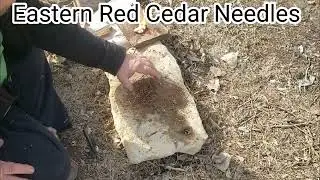 GoFire, Wicking Wax Stove, and Eastern Redcedar needles, How they do with a Ferrocerium Rod