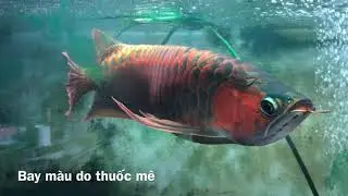 My red arowana champion 💎