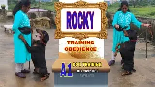 How Doberman Rocky🐕&zwj;🦺 changed after training || Don't skip video 🙏