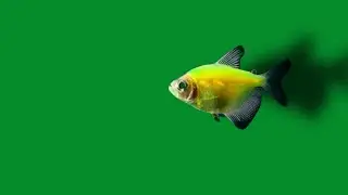 fish green screen video | green screen fish swimming | green screen fish cartoon