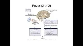 Pain, Temperature, Sleep, and Sensory Function Explained: Neurophysiology Essentials