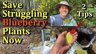 How to Acidify the Soil of Fall/Spring Blueberries Plants (Using Sulfur & Coffee Grounds 9/16/2026)
