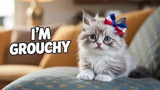 🇺🇸 Why Is This Kitten So Grouchy Today?