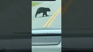Black Bear sighting in VT #wilderness #Bearcrossing