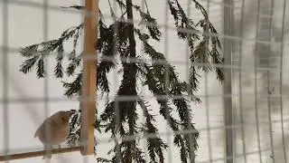 Epoka lodowcowa zawitała na dobre 🫣 🥶 jak ptaki znoszą mróz 🐦🌨️ Zapraszam na film 👍👏🤝