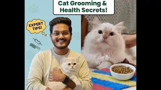 The 5-Minute Daily Routine for a Happy, Healthy Cat (Vet-Approved Tips!)