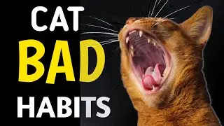 10 Common Cat Bad Habits and How to Correct Them