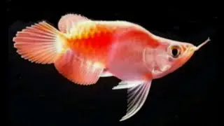 Arowana unik Short Body | arwana king | arwana super red