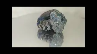 Аммонит Кадоцерас / Ammonite Cadoceras