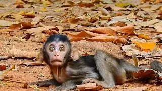 Baby Monkey Anissa Need Mum Anna Give Her some Milk Anissa So Hungry Milk